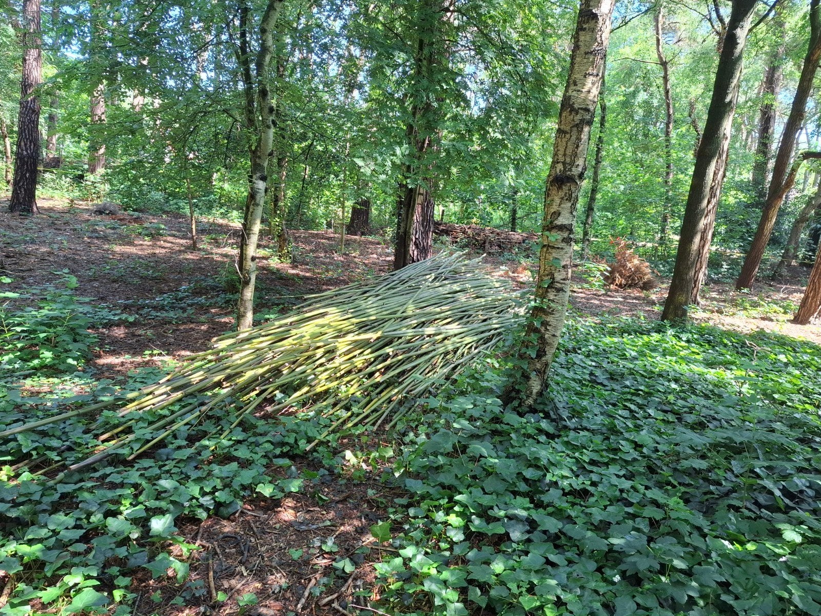 Bamboo, Tuin en Terras, Ophalen