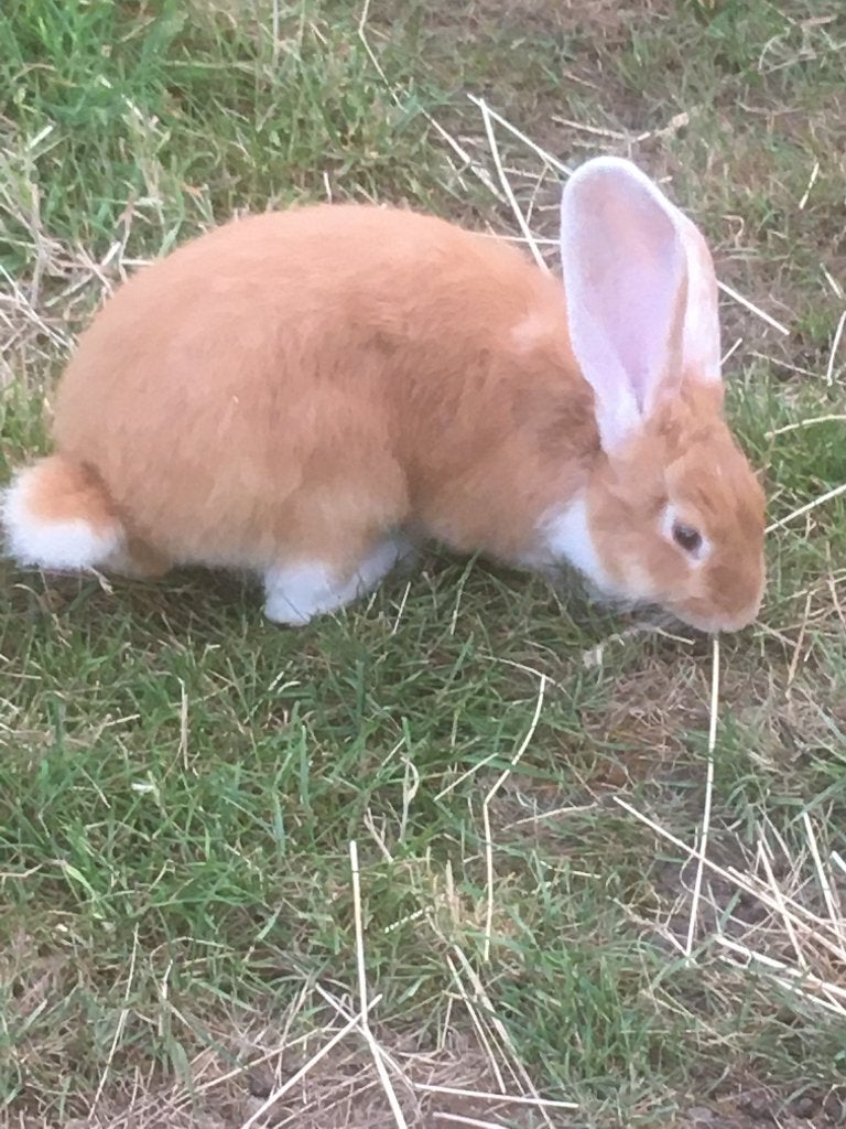 vlaamse reuzen, Plusieurs animaux, Grand, 0 à 2 ans