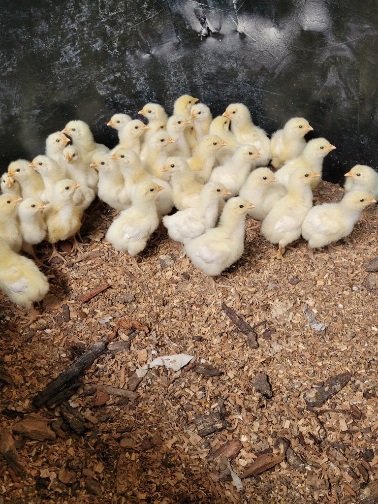 Kuikens Poule de Bresse