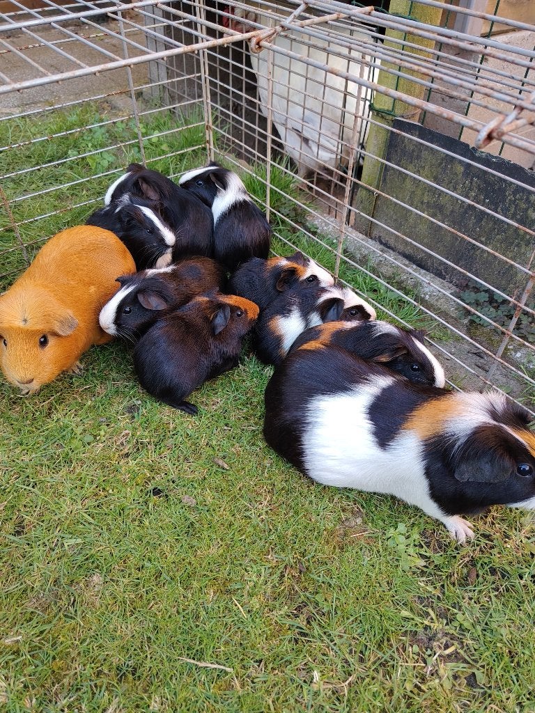 jonge cavia's, Domestique, Plusieurs animaux, Mai, Cobaye