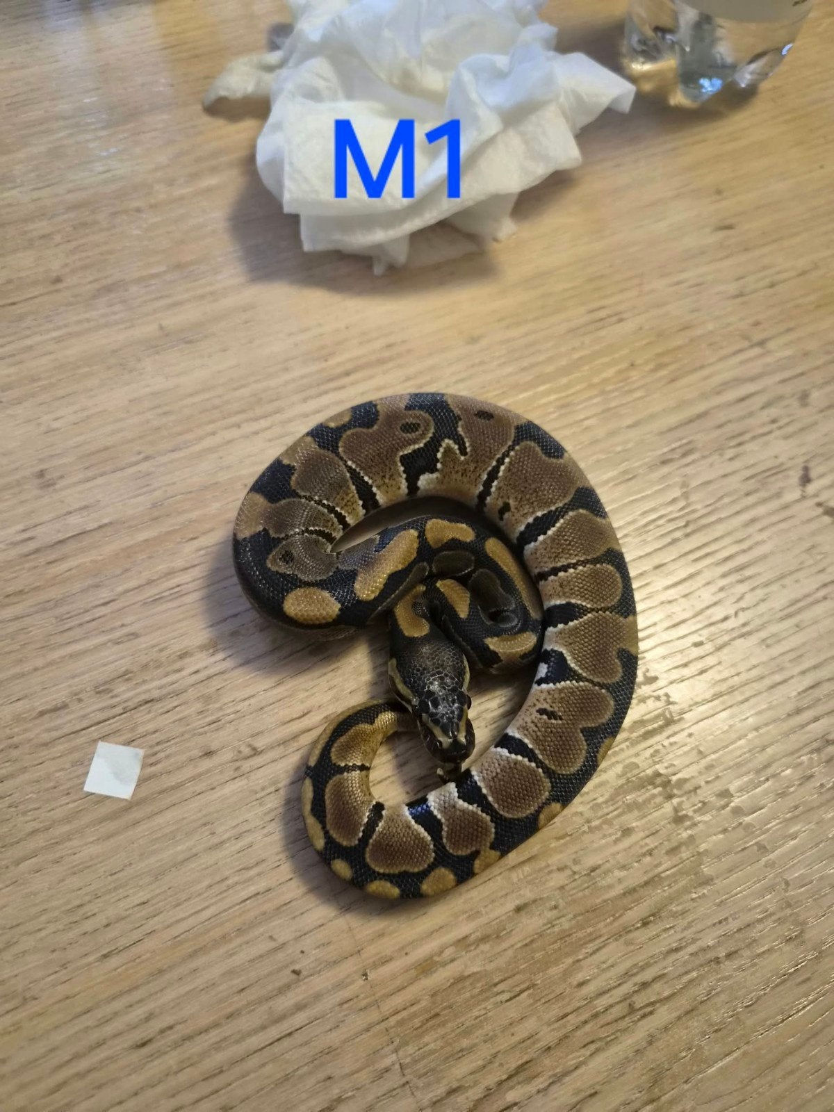 python regius clasique male Ball Python photo 2