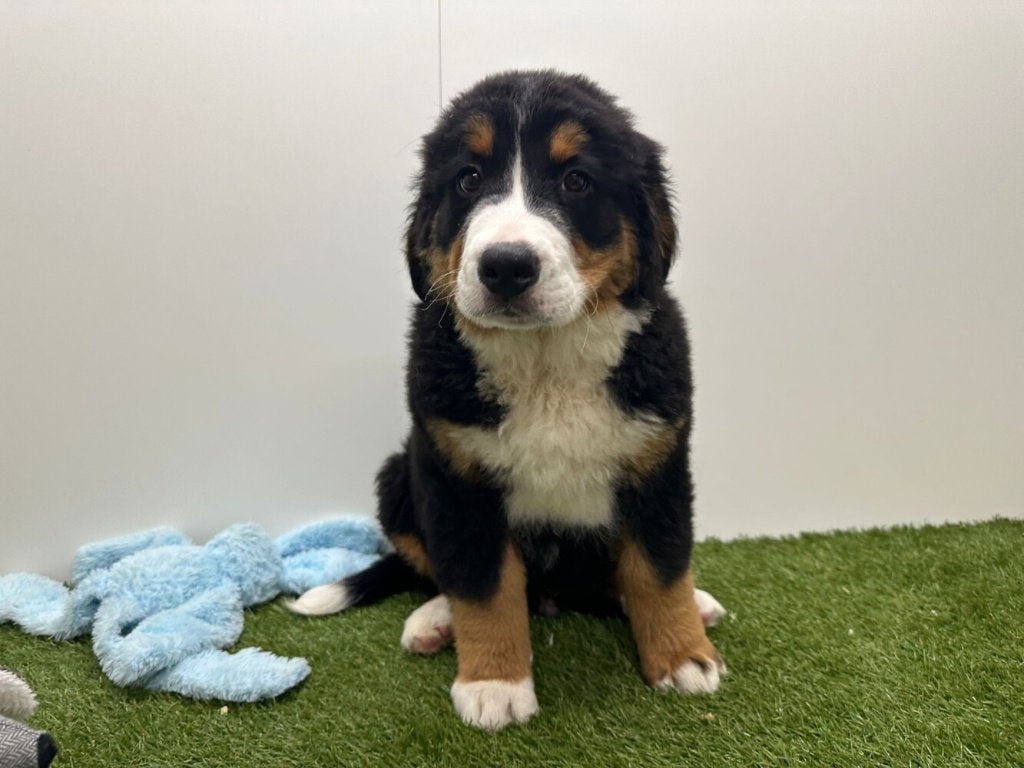 Berner Sennen pups, Parvo, België, 8 tot 15 weken, Meerdere