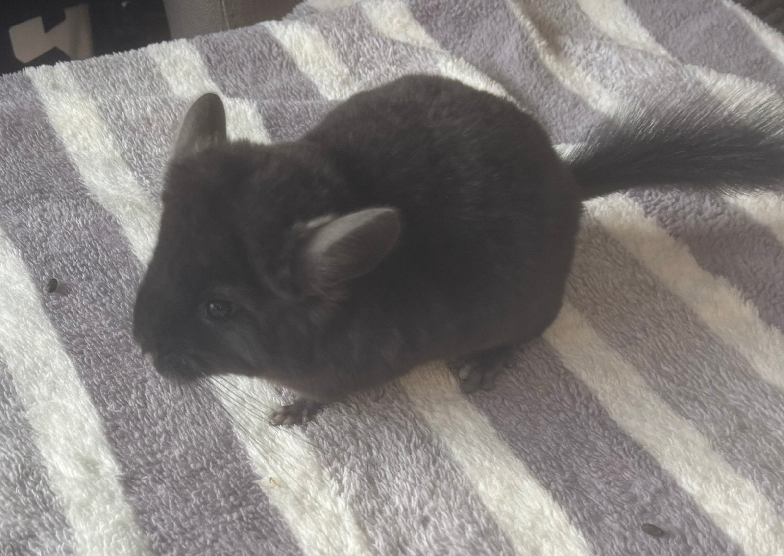 2 chinchilla’s te koop vrouwen, Dieren en Toebehoren, Augustus, Vrouwelijk, Chinchilla