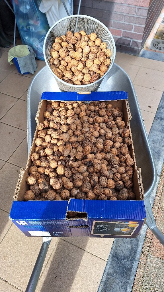 Verse walnoten okkernoten 2026 :  4 euro/kg, Diversen, Ophalen of Verzenden