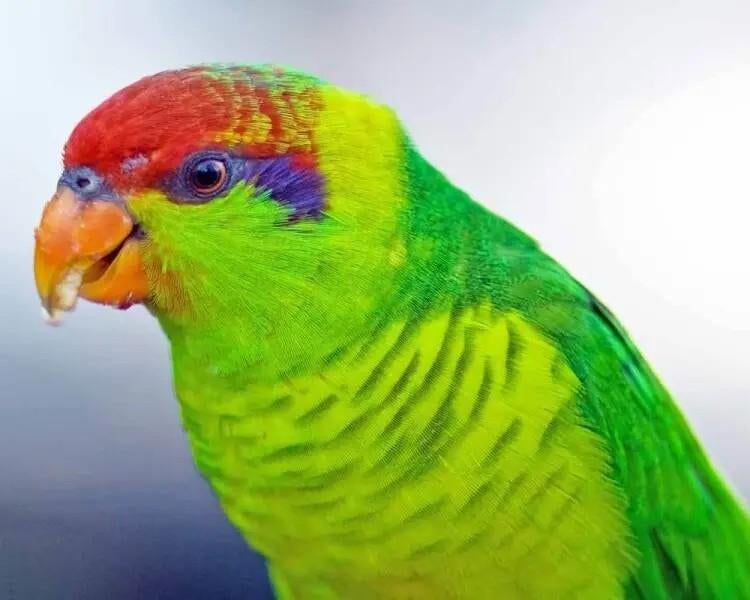 Koppel irislori, Meerdere dieren, Papegaai, Geringd