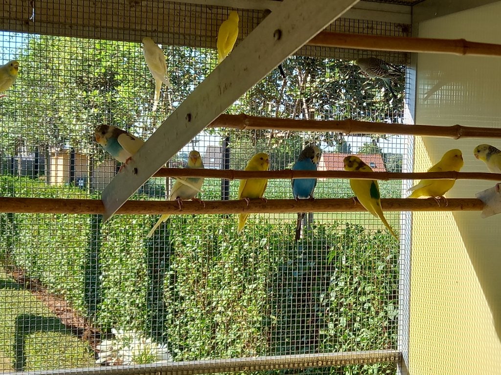 Grasparkieten, Dieren en Toebehoren, Vogels | Parkieten en Papegaaien, Meerdere dieren, Parkiet, Geringd