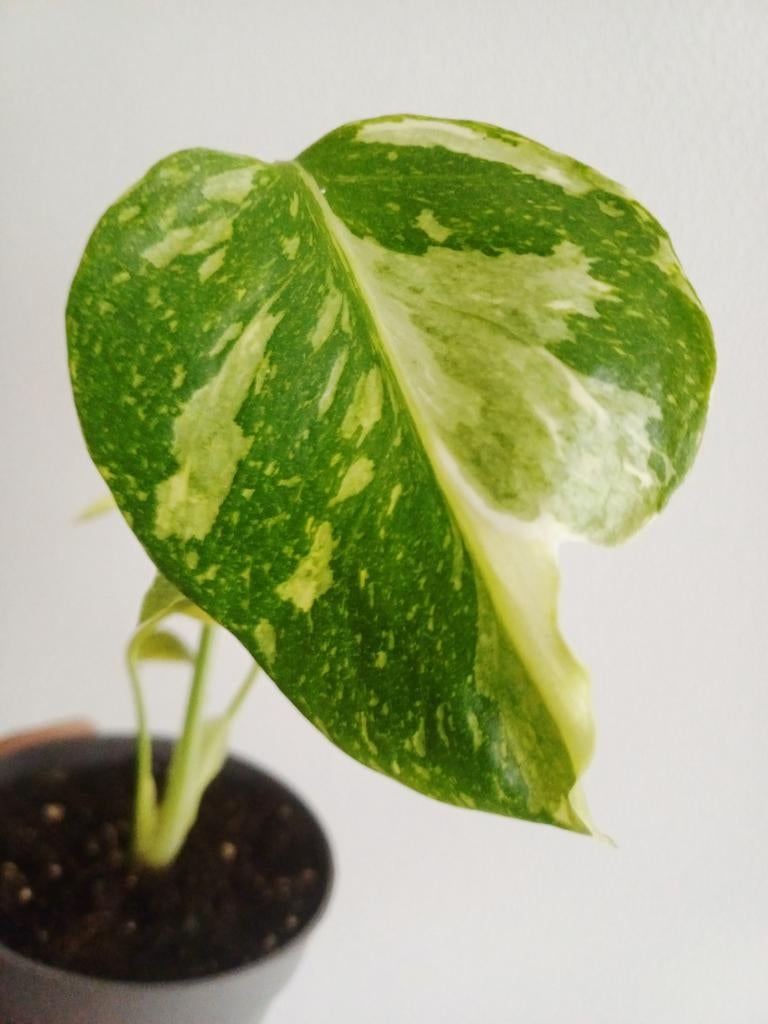 Monstera Electro Light (Electrolyte), Overige soorten, In pot, Minder dan 100 cm, Groene kamerplant