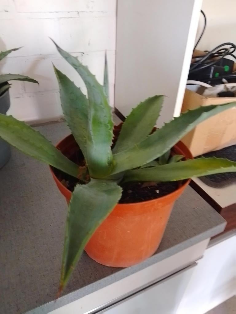 Agave Americana plant, Ophalen