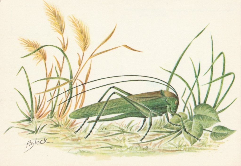 GROTE  GROENE  SABELSPRINKHAAN, Verzamelen, Postkaarten | Dieren, Verzenden, Ongelopen, Overige soorten