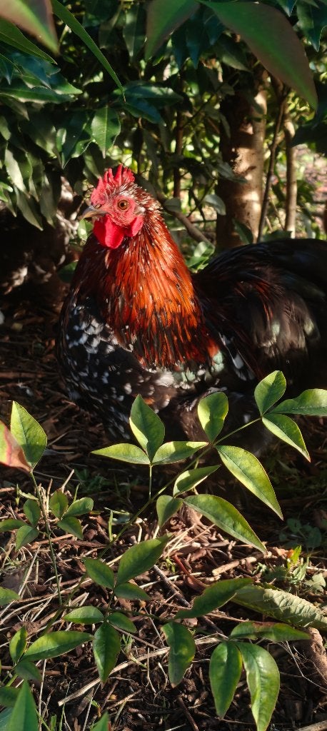 Cochin haantjes, Dieren en Toebehoren, Mannelijk, Kip