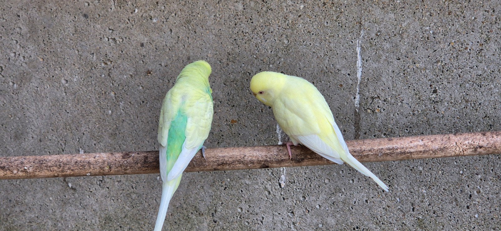 Gezonde grasparkieten te koop – mooie kleuren, Dieren en Toebehoren, Vogels | Parkieten en Papegaaien