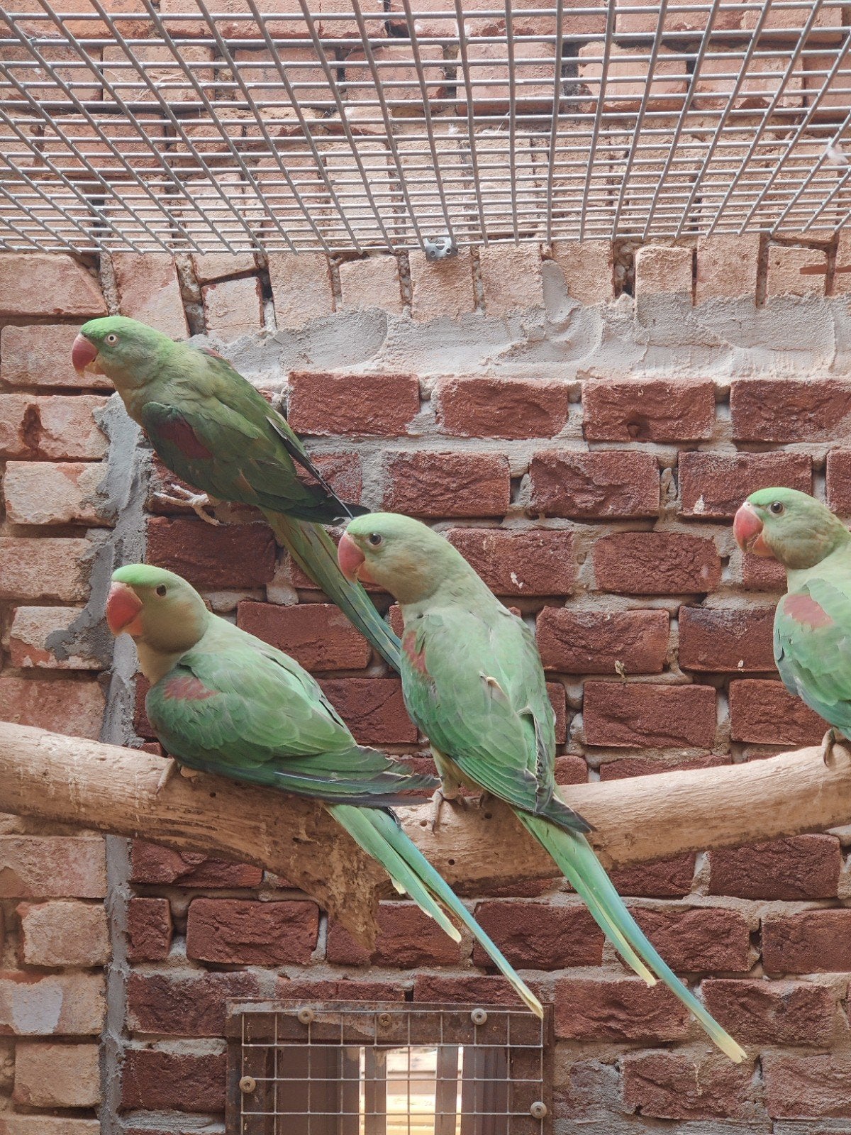 Grote Alexander parkieten, Dieren en Toebehoren, Vogels | Parkieten en Papegaaien, Geringd