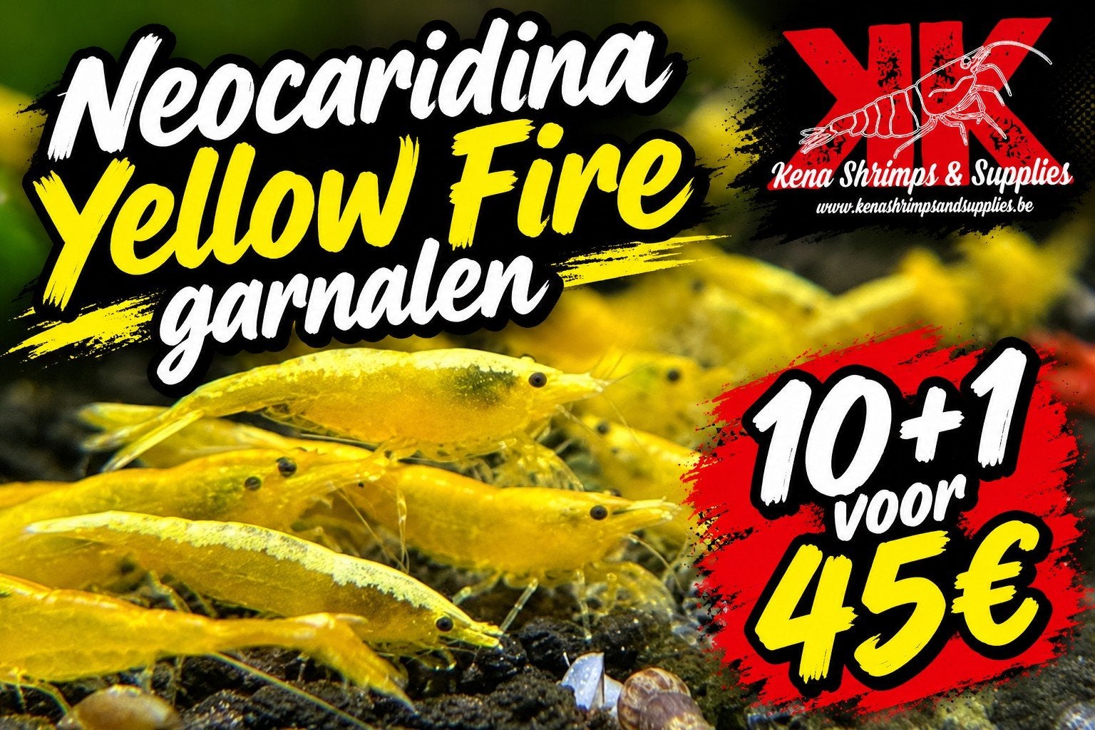Neocaridina Yellow Fire garnalen