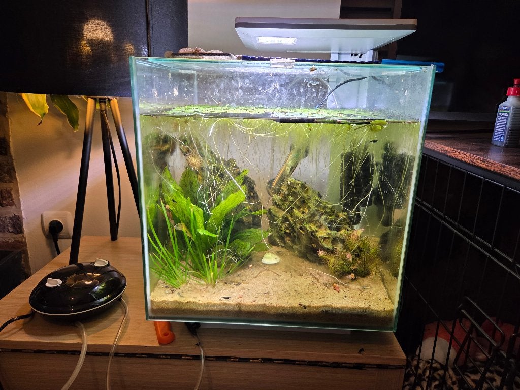 Qubiq pro 30 met kweekgroep blauwe neocaridina, Ophalen, Superfish, Inclusief vissen, Gevuld zoetwateraquarium