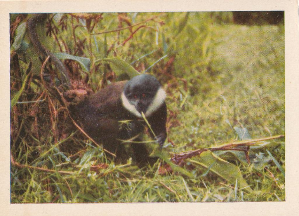 CHROMO  ZILVERAAP, Collections, Envoi, Comme neuf, Animal, Gravure