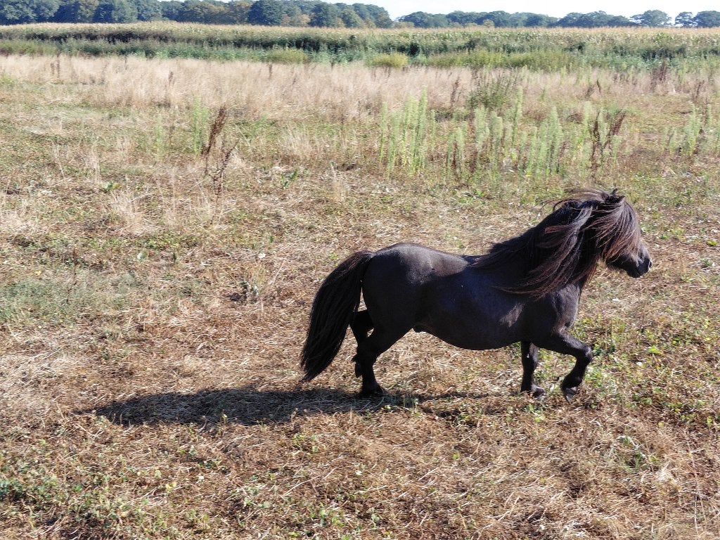 Minipaardje, Dieren en Toebehoren, Hengst, Niet van toepassing, Gechipt, 3 tot 6 jaar