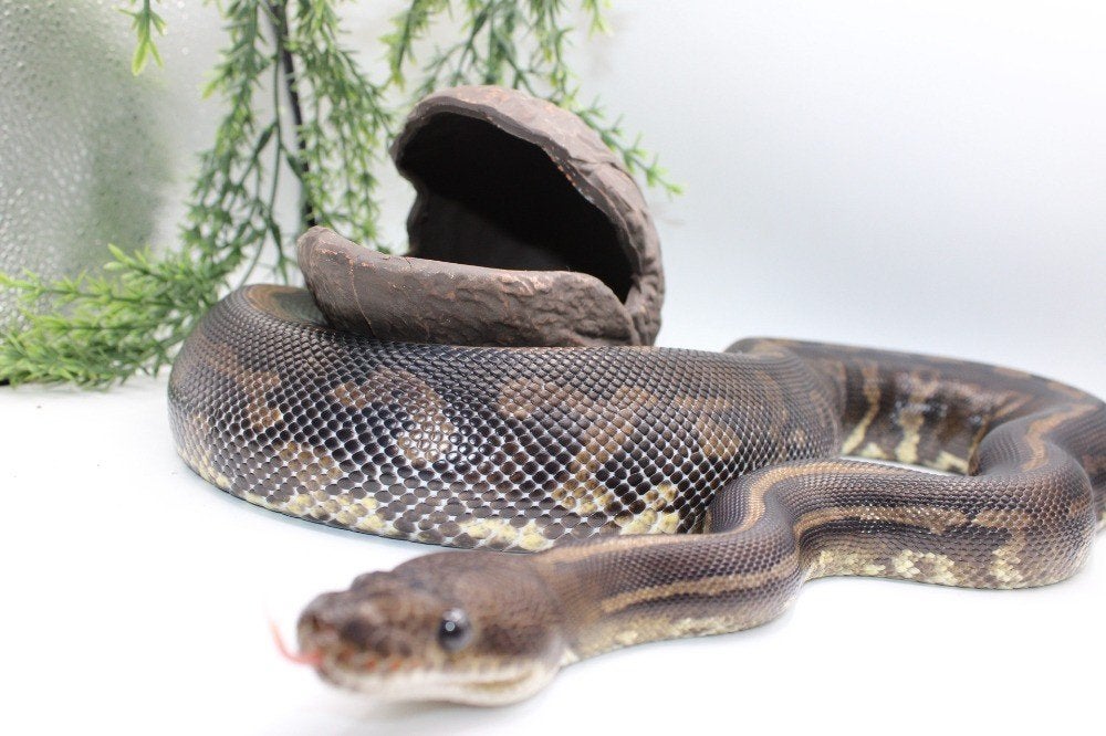Ball Python/ Regius Python/Confusion cinnamon yb pos special, Animaux & Accessoires, Reptiles & Amphibiens | Accessoires, Enlèvement ou Envoi