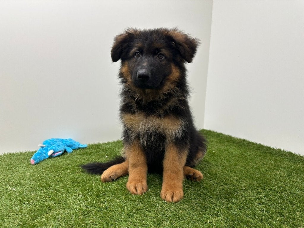 Langharige Duitse Herder pups, België, 8 tot 15 weken, Parvo, Meerdere