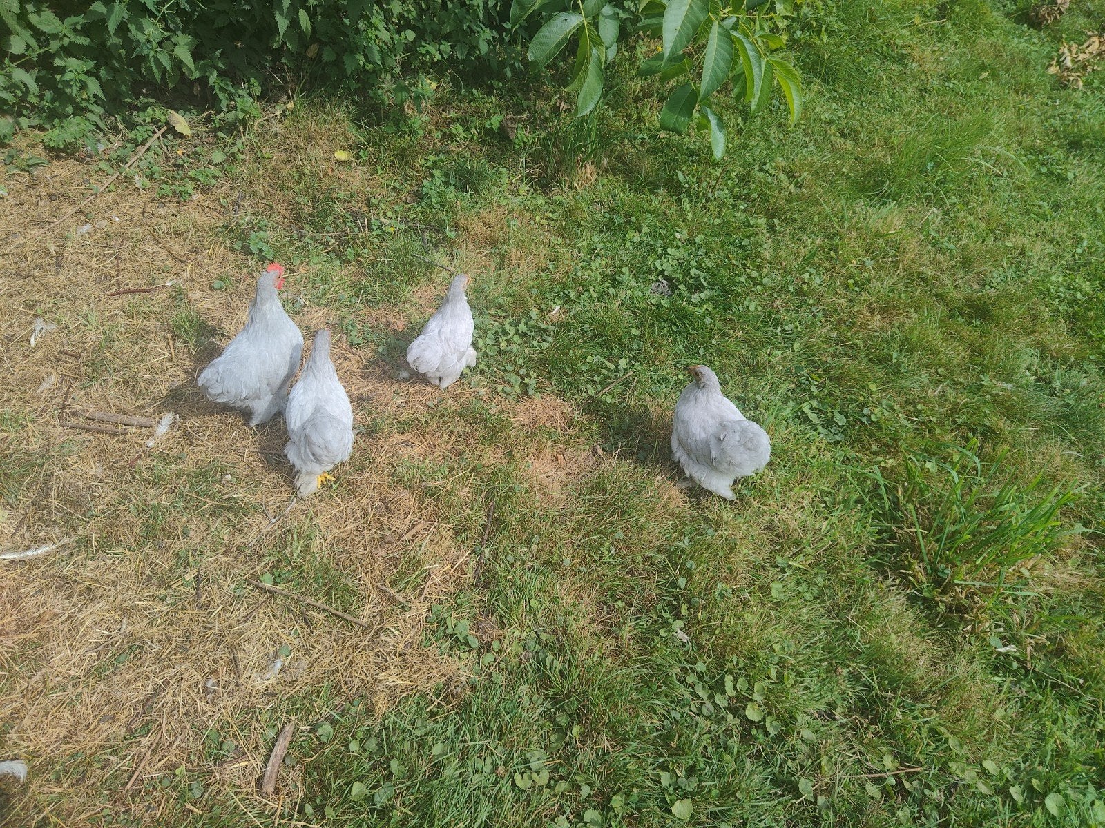 Zeer aanhankelijk toompje van 3 hennen en 1 haantje., Poule ou poulet