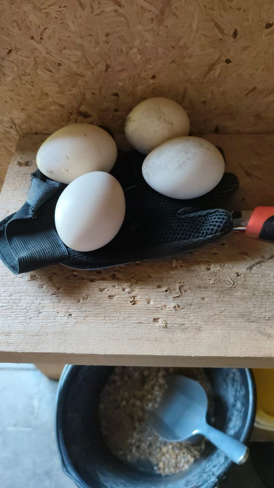 Broedeieren pauw