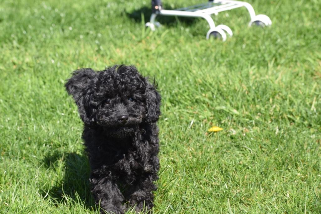 Chiots caniches de différentes couleurs, Caniche, Plusieurs, Belgique, Plusieurs animaux