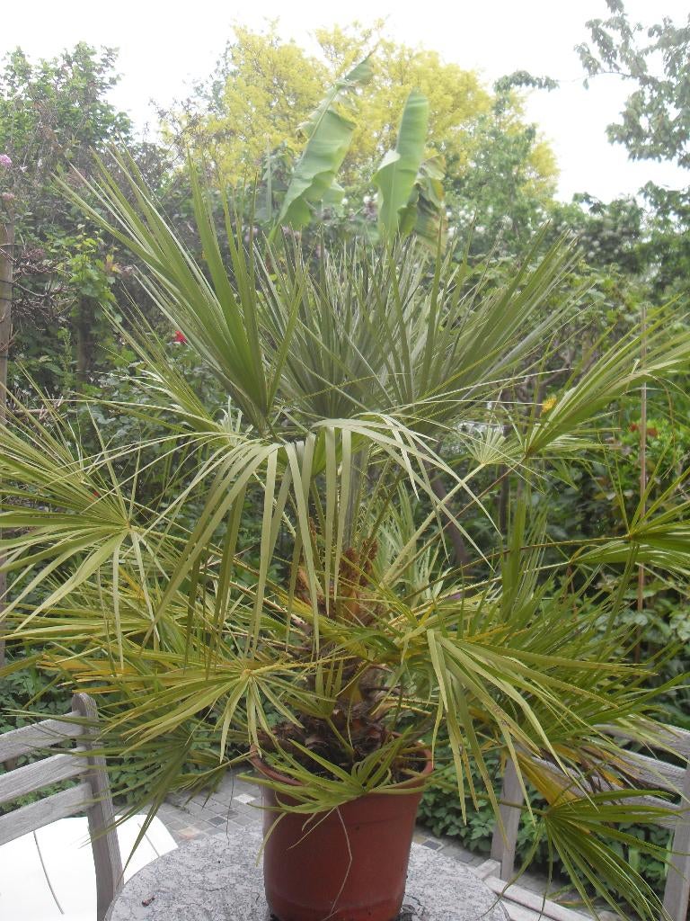 palm, Volle zon, Vaste plant, Lente, Ophalen