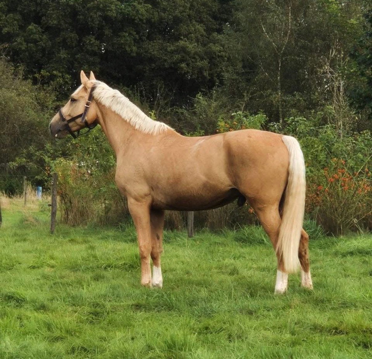 Professeur de hongre Palomino de 8 ans à vendre, Animaux & Accessoires, Chevaux, 175 cm ou plus, Ne s'applique pas, Cheval de saut