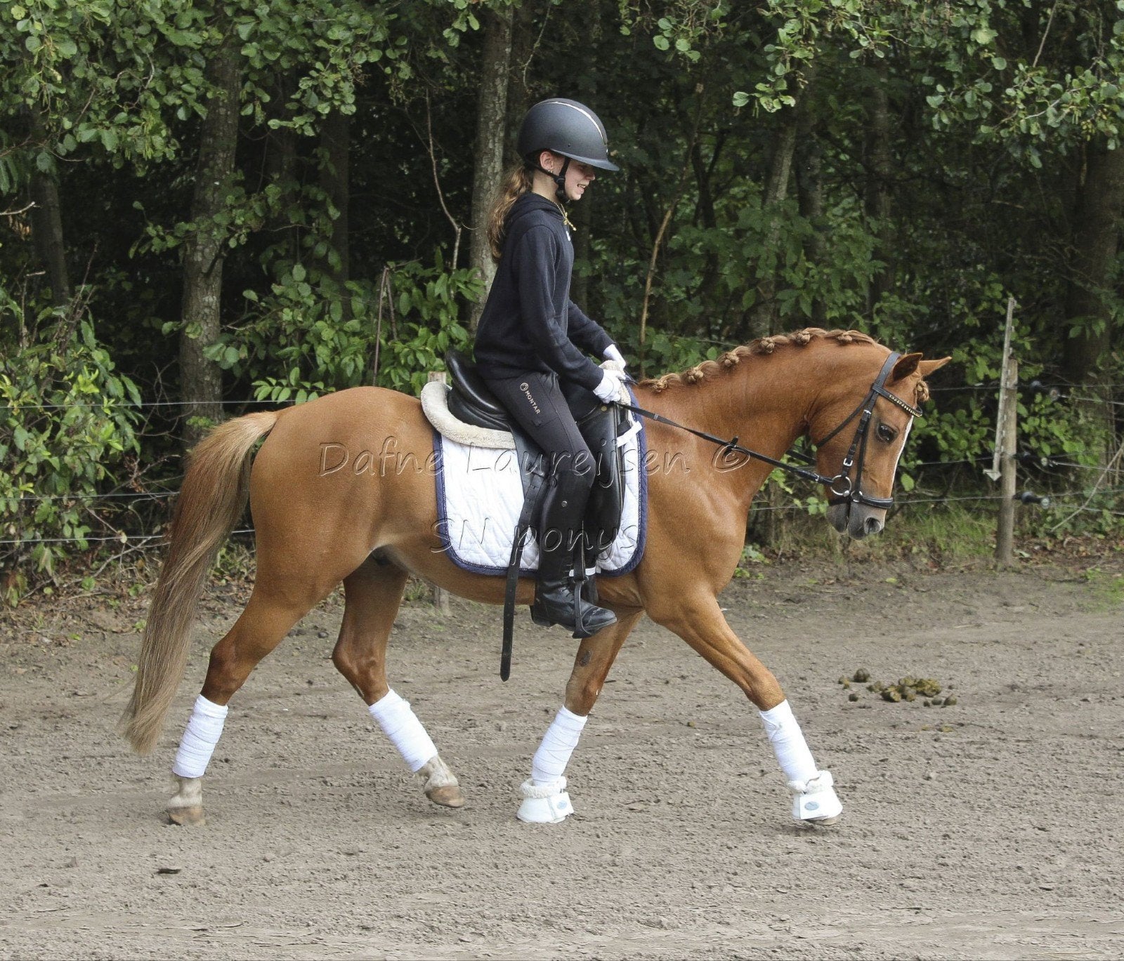 Sweet Social Welsh Garden, Animaux & Accessoires, Poney C (1.27 m à 1.37m), 3 à 6 ans, B, Poney de dressage