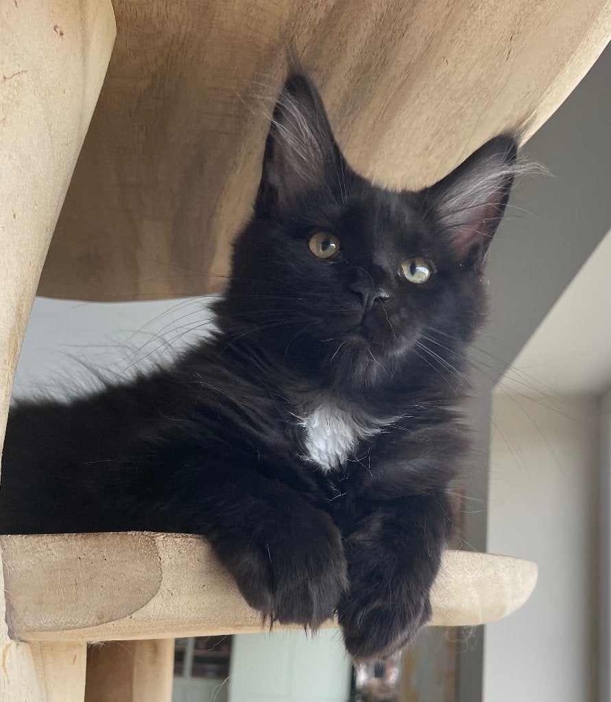 Maine Coon kittens, Dieren en Toebehoren, Poes, Gechipt, 0 tot 2 jaar