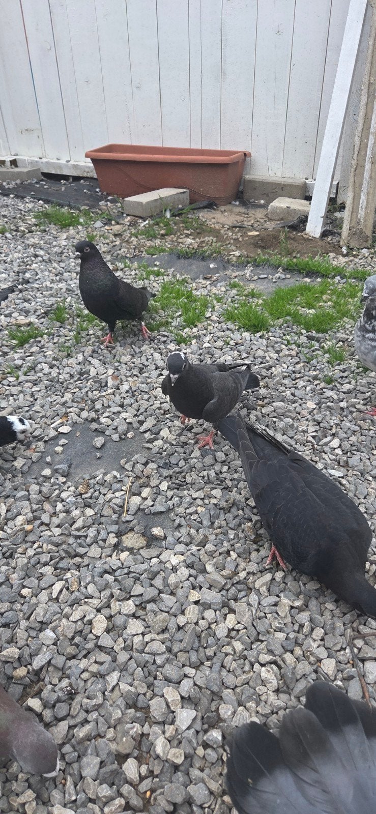 Zwarte hoogvliegers, Dieren en Toebehoren, Vogels | Duiven