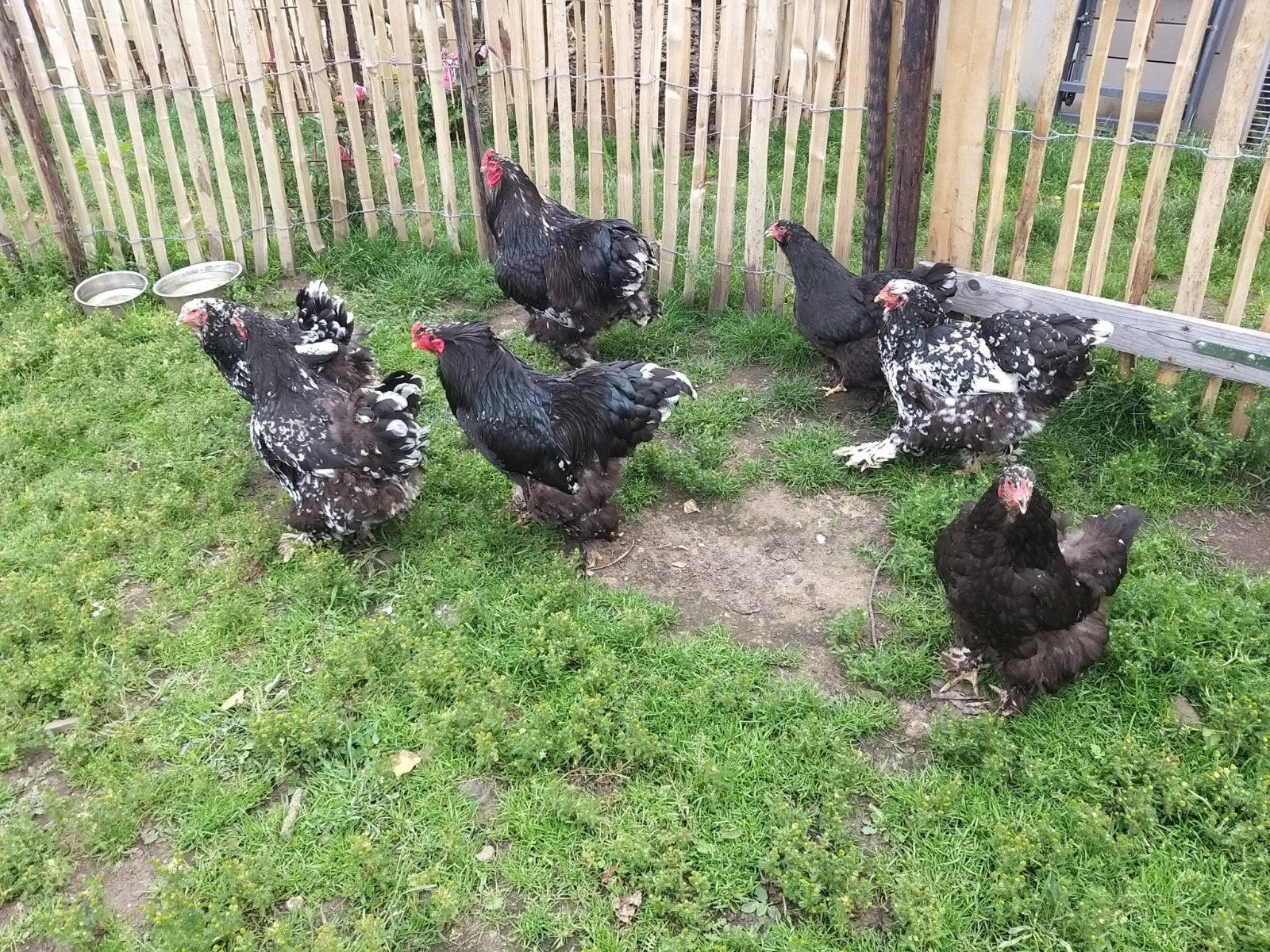 Brahma, Animaux & Accessoires, Volatiles, Poule ou poulet, Plusieurs animaux