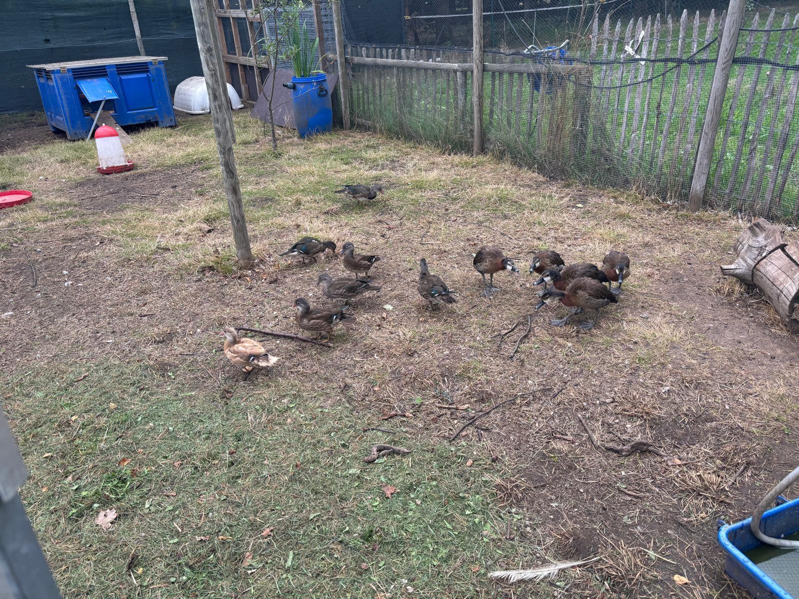 Allerlei siereenden te koop ( jongen van dit jaar ) 🦆, Meerdere dieren, Eend