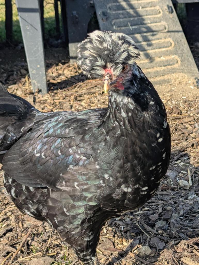 Sandzak kraaier broedeieren, zeldzaam ras., Dieren en Toebehoren, Pluimvee