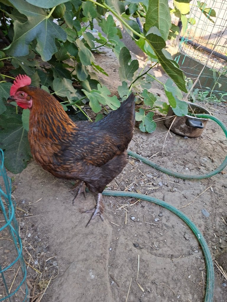 Marans hen, Dieren en Toebehoren, Pluimvee, Vrouwelijk, Kip