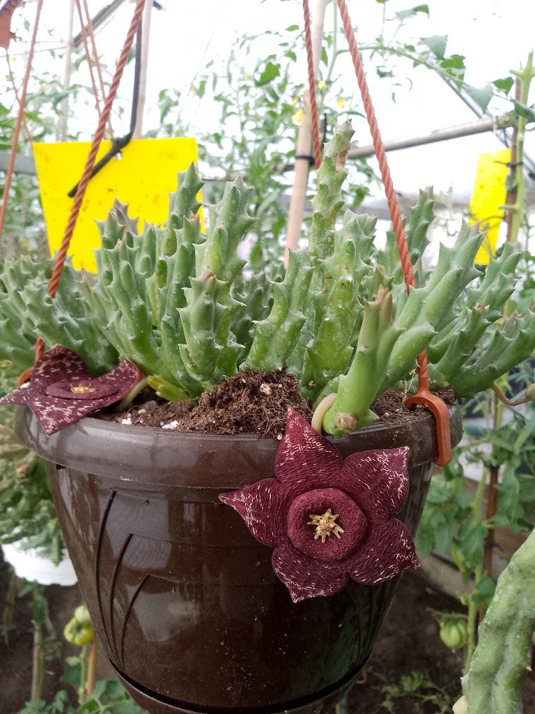 stapelia mutabilis, Huis en Inrichting, Ophalen