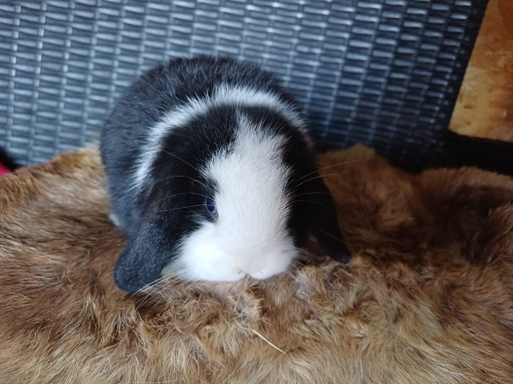 Nhd rammetje, Mannelijk, Dwerg, Hangoor, 0 tot 2 jaar
