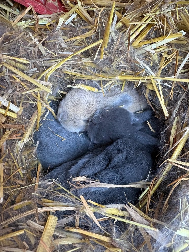 Konijn, Meerdere dieren, Klein, Hangoor, 0 tot 2 jaar