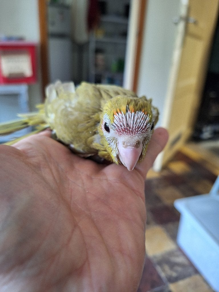 jonge kakarikies, Animaux & Accessoires, Perruche, Bagué