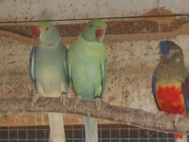 koppel turquoise opaline en bleekstaart van 2025, Meerdere dieren, Parkiet, Geringd