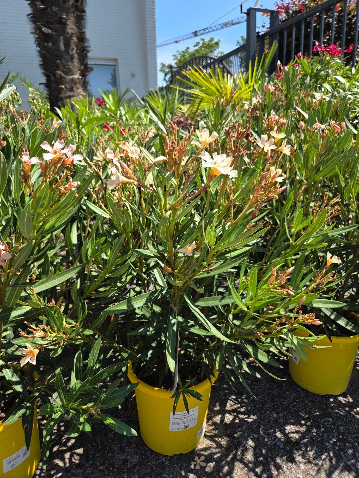 Nerium Oleander Ivory Yellow, Ophalen