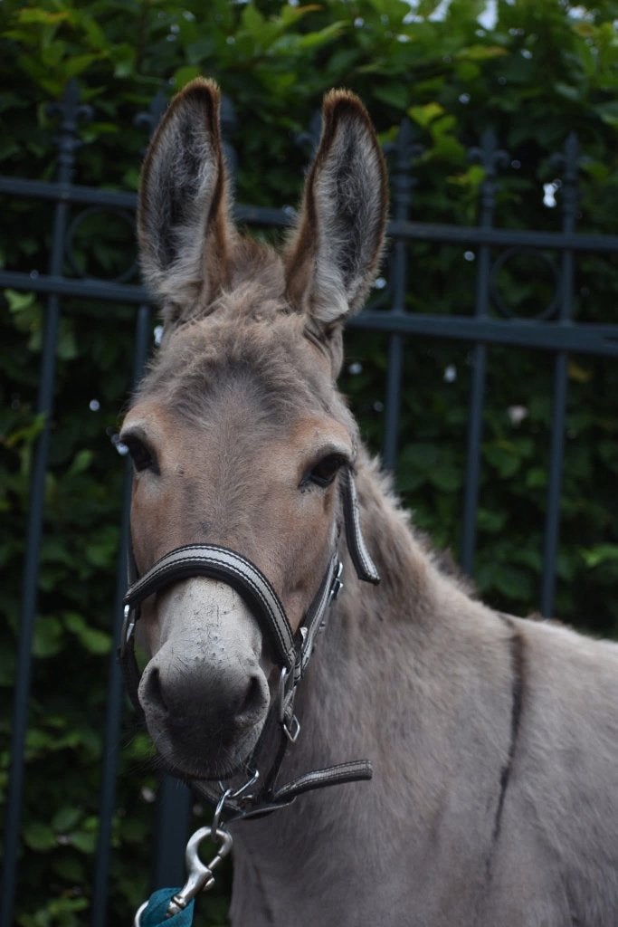 Superleuke, gezellige ezelman, Gechipt, Ruin, Niet van toepassing, 3 tot 6 jaar