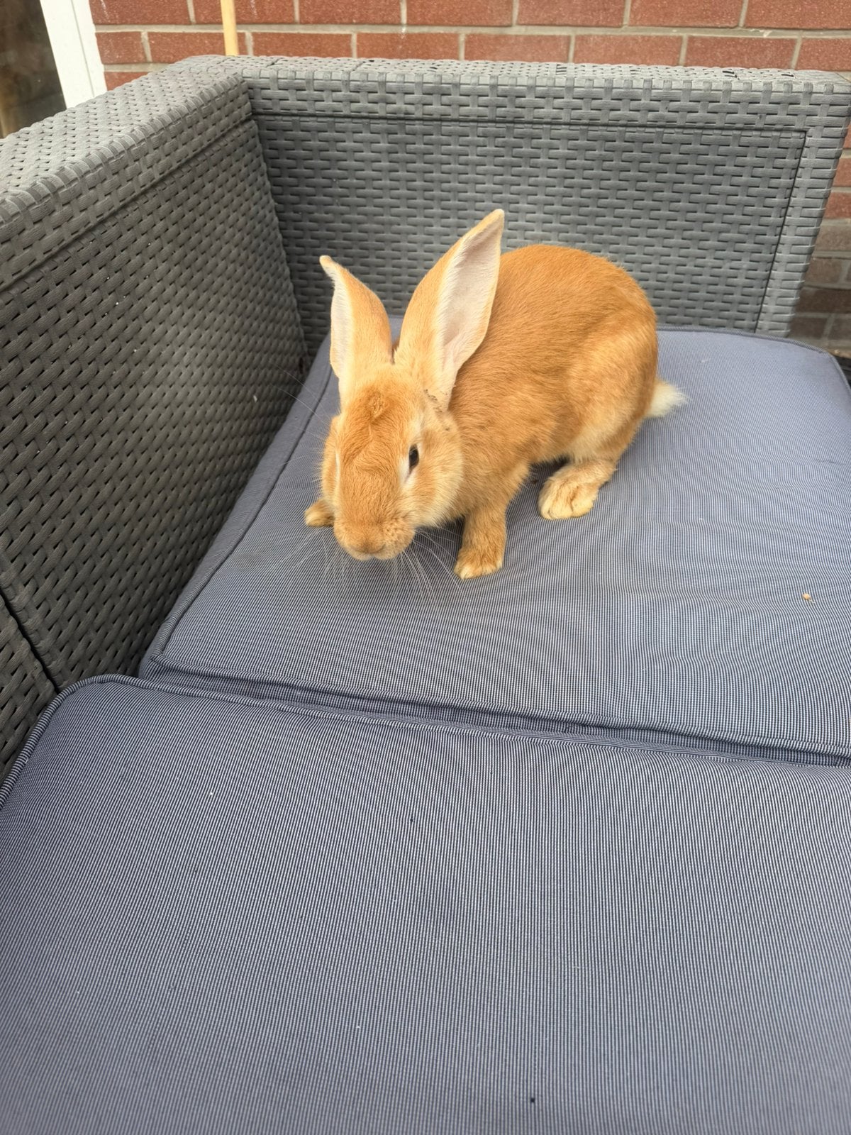 Laamse reus 4 maand oud, Mâle, Grand, 0 à 2 ans