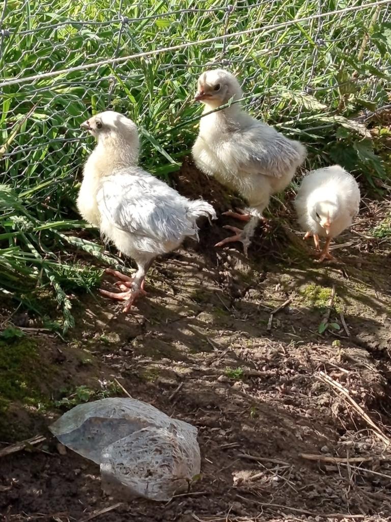 Poussins, Animaux & Accessoires