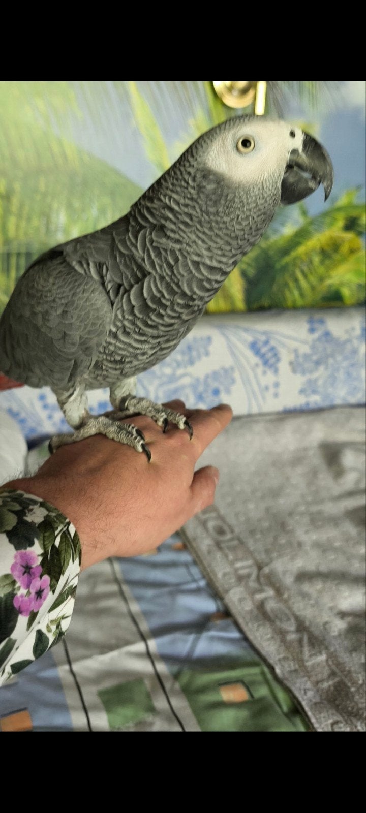 Gris de Gabon, Mâle, Bagué
