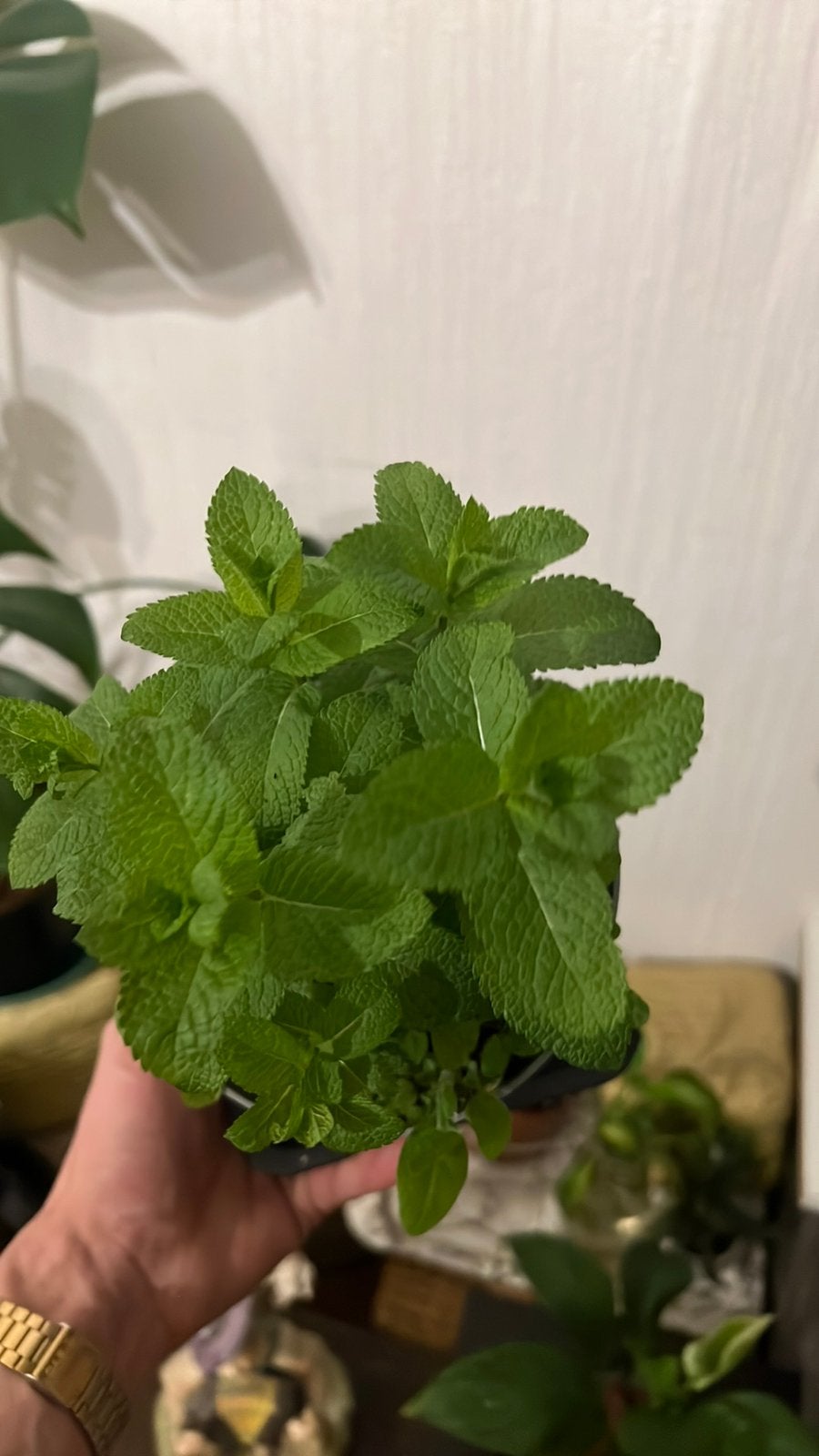 Pot de menthe odorante, Ophalen