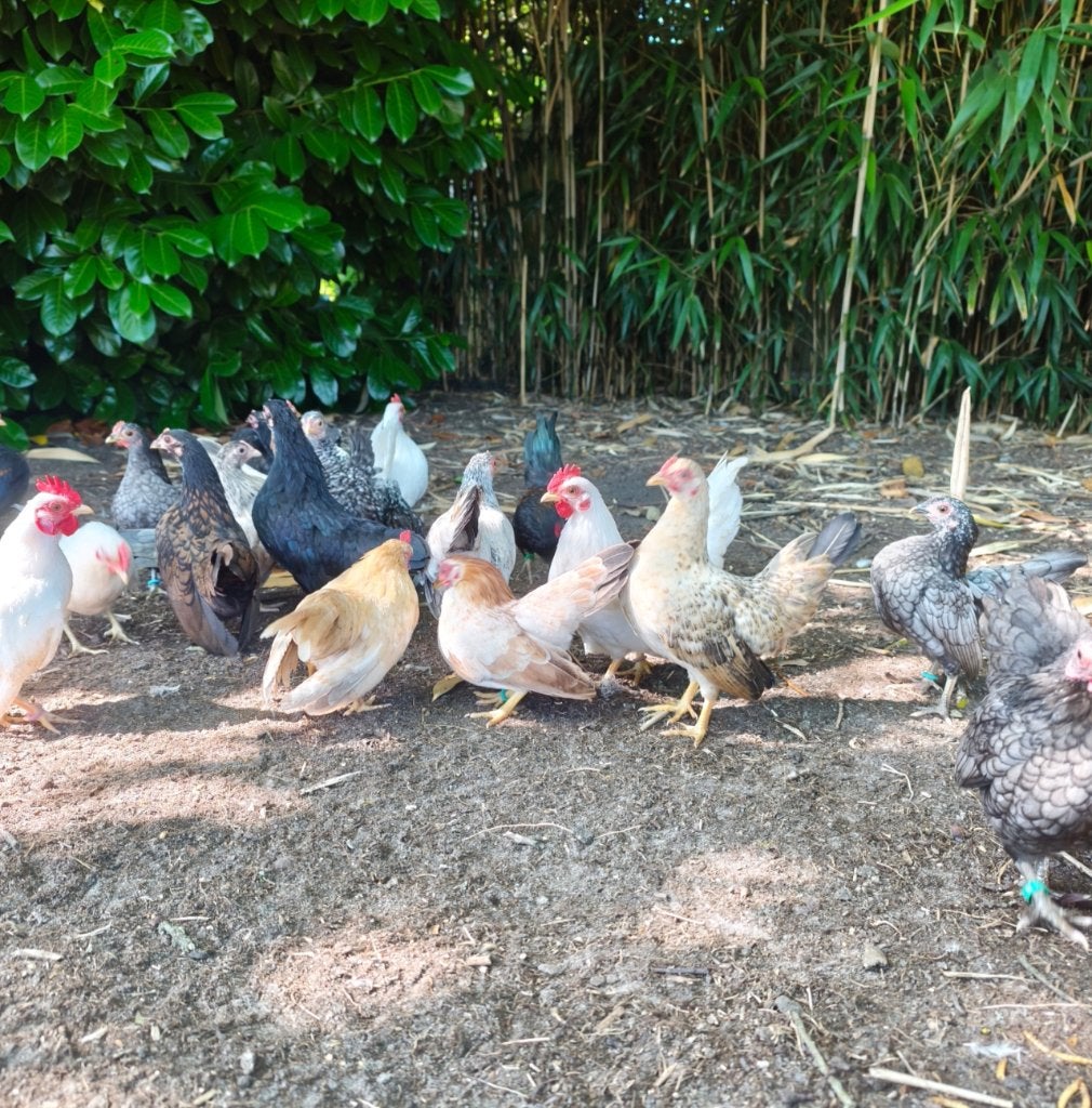 Serama, Dieren en Toebehoren, Kip