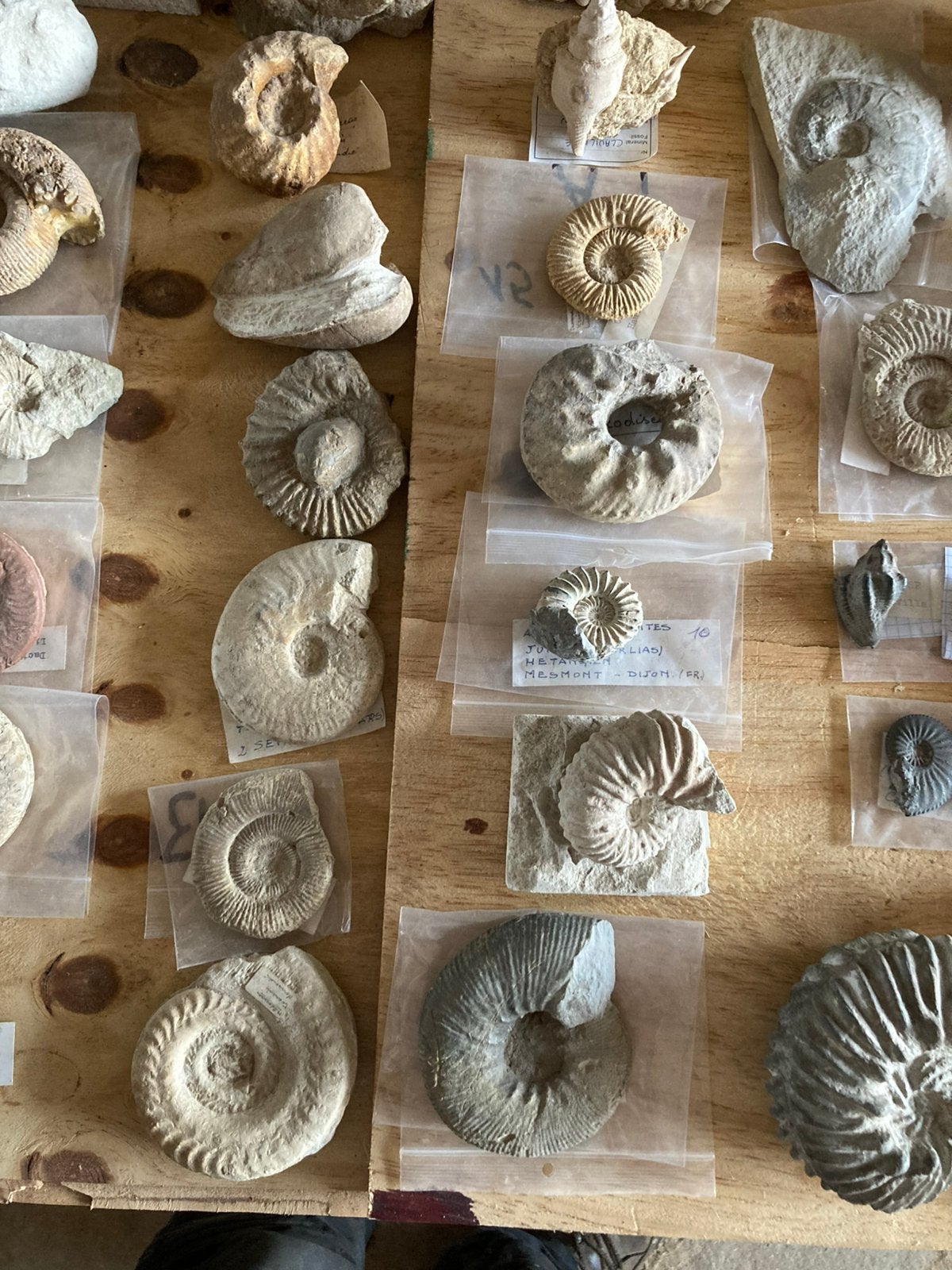50 jaar oude fossielen verzameling, met unieke stukken, Ophalen