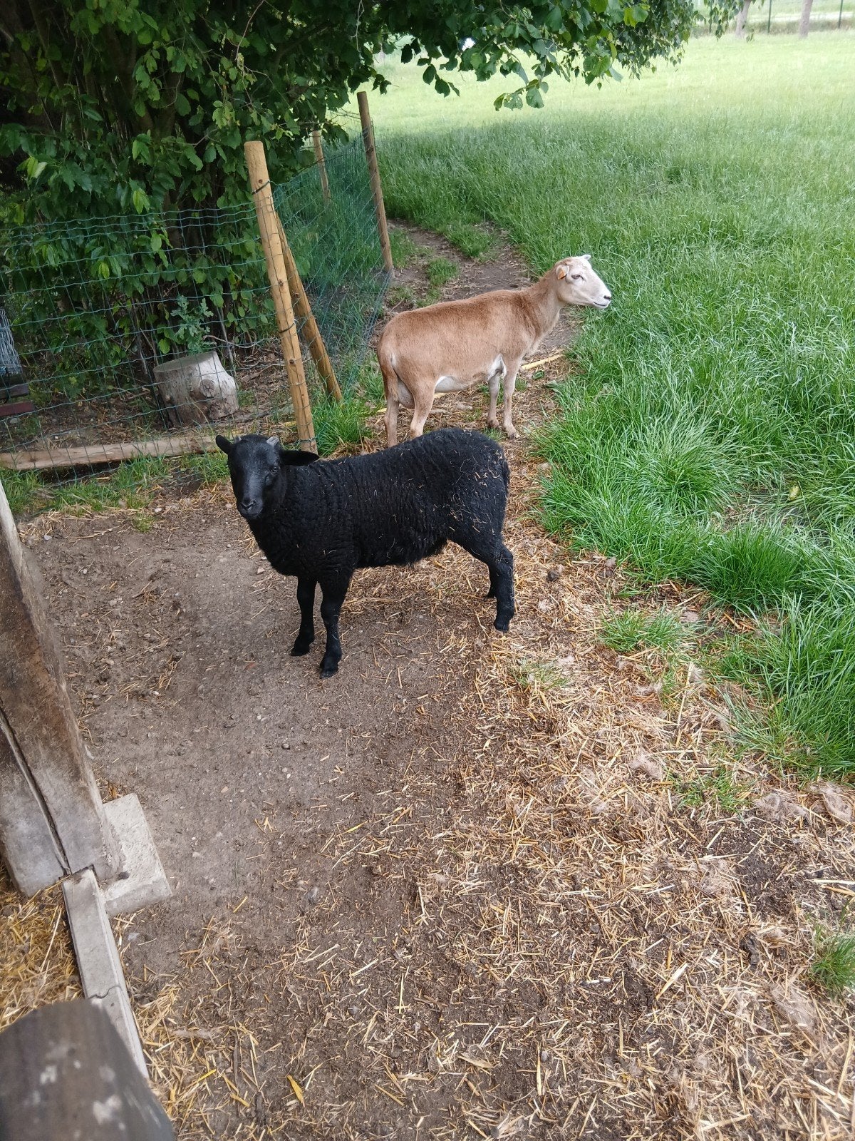 Ramlam, Dieren en Toebehoren