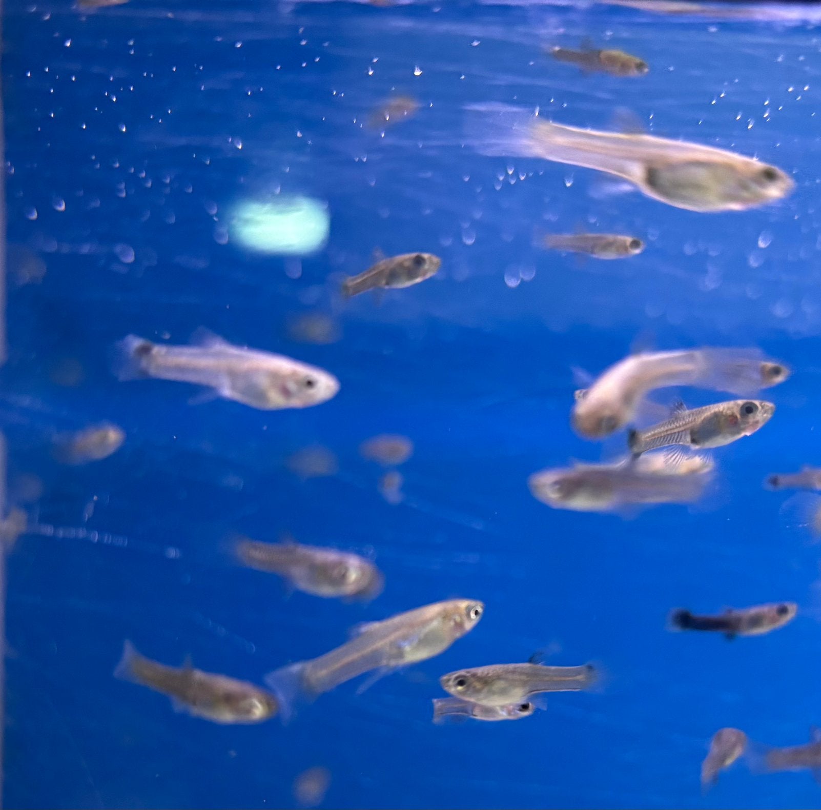 Baby guppy’s, Vis, Zoetwatervis