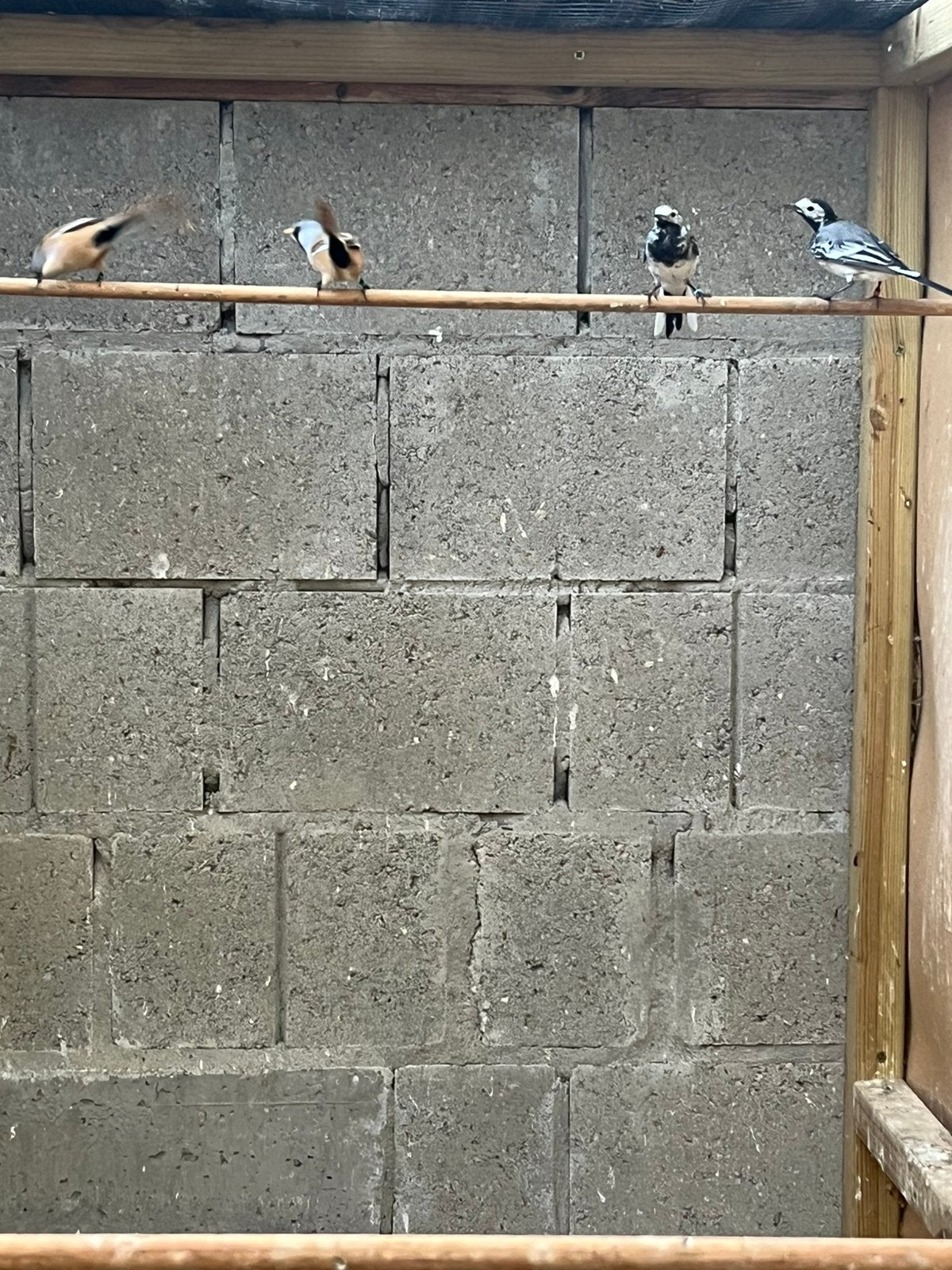 Baardmannetje, Dieren en Toebehoren